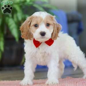 Mason, Cockapoo Puppy